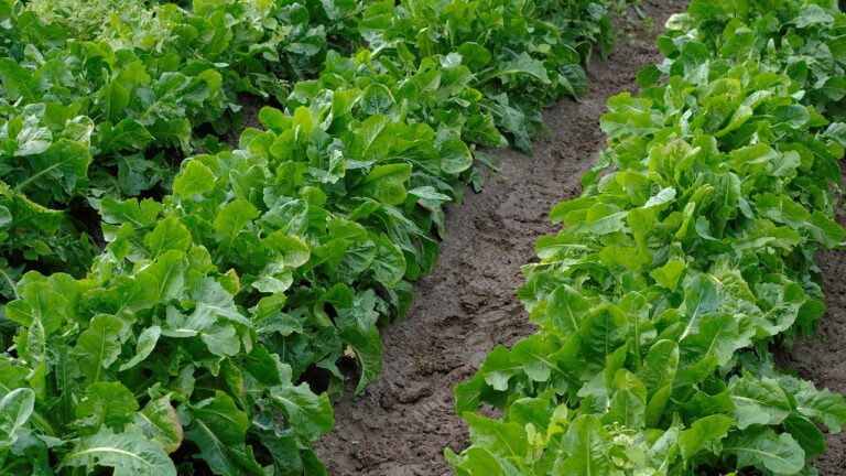 Inulin (Prebiotic): Gut Health Benefits, Evidence & Dosage (2026)