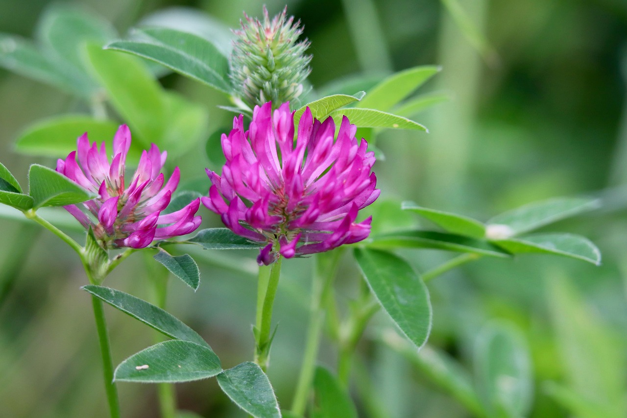 Red Clover Guide