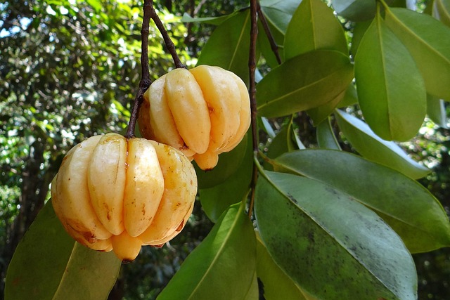 Garcinia Cambogia HCA Benefits Guide - BioBoost Reviews 2026